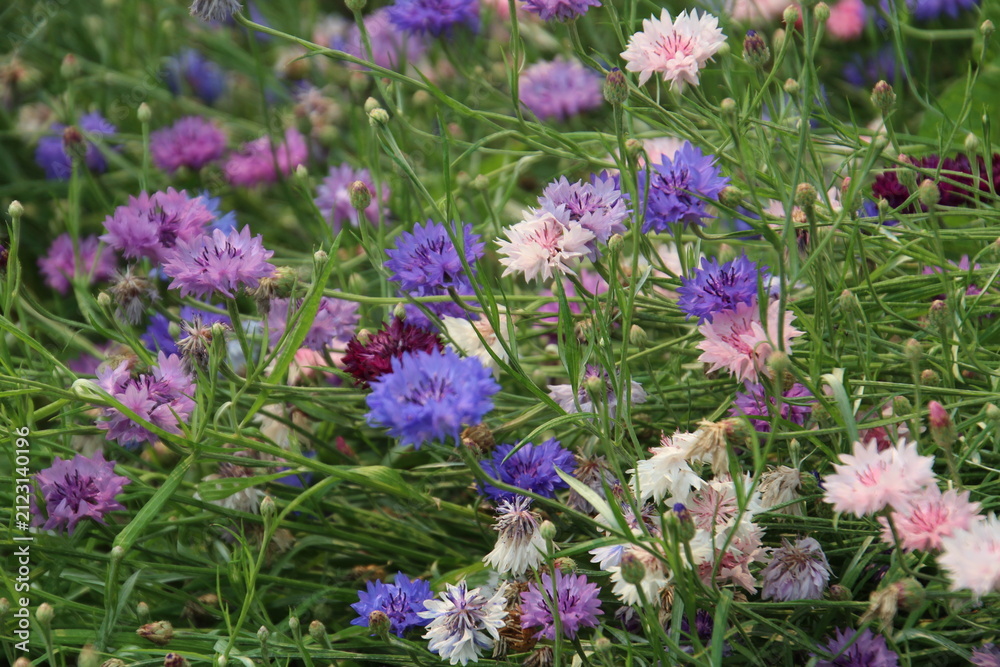 Fototapeta premium purple flowers in the field