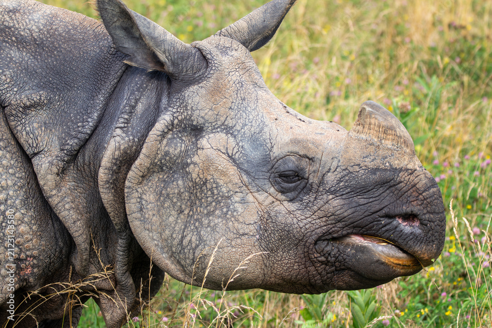 Fototapeta premium Greater One-horned Rhino at a local zoo