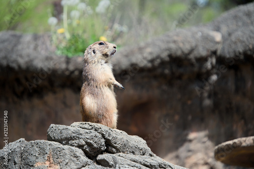 Fotografie 바위 위에 두 발로 서서 주변을 살피는 프레리도그 (Prairie dog standing on two hind legs on a rock loo