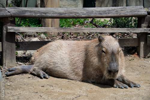 동물원 환경 속 평화롭고 느긋한 카피바라의 생태 사진 (Peaceful and relaxed capybara in a captive zoo environment)
