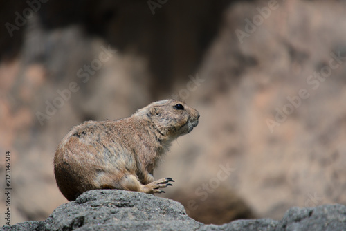 Konstfotografi 바위 위에 앉아 먼 곳을 응시하는 프레리도그 (Prairie dog sitting on a rock staring into the distanc