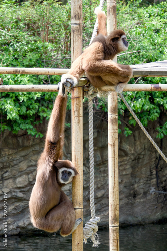 Obraz na plátně 대나무 구조물 위에서 상호작용하는 두 마리의 흰손긴팔원숭이 (Two white-handed gibbons interacting on a bamb