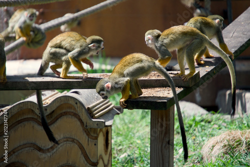 나무 플랫폼 위에서 활동적으로 움직이는 다람쥐원숭이 무리 (A group of squirrel monkeys actively moving on a wooden platform)