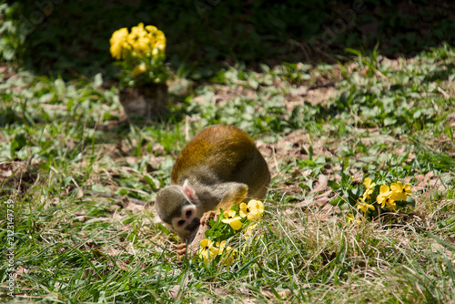 노란 봄꽃이 만발한 잔디밭 위의 다람쥐원숭이 (Squirrel monkey on green grass with yellow spring flowers)