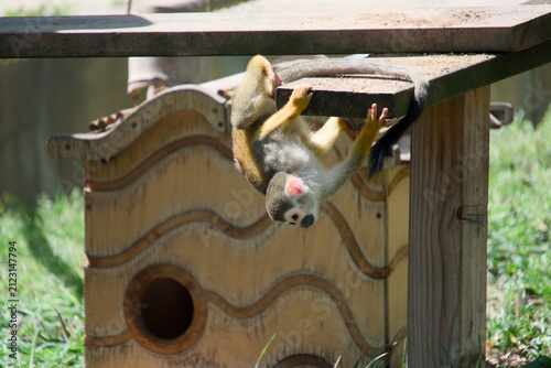 나무 플랫폼에 거꾸로 매달려 노는 다람쥐원숭이 (Squirrel monkey hanging upside down from a wooden platform)