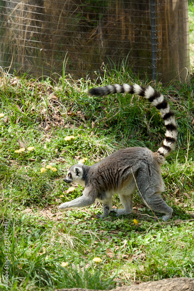 Fototapeta premium 풀밭 위를 걷는 호랑이꼬리여우원숭이 (Ring-tailed lemur walking on green grass)
