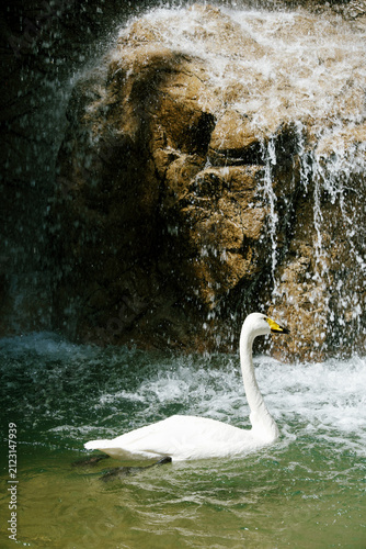 바위 절벽 폭포 아래를 수영하는 하얀 큰고니 (Whooper swan swimming under a rocky cliff waterfall)