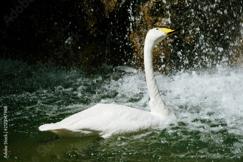 폭포 물보라 속에서 수영하는 큰고니 (Whooper swan swimming in crashing waterfall spray)