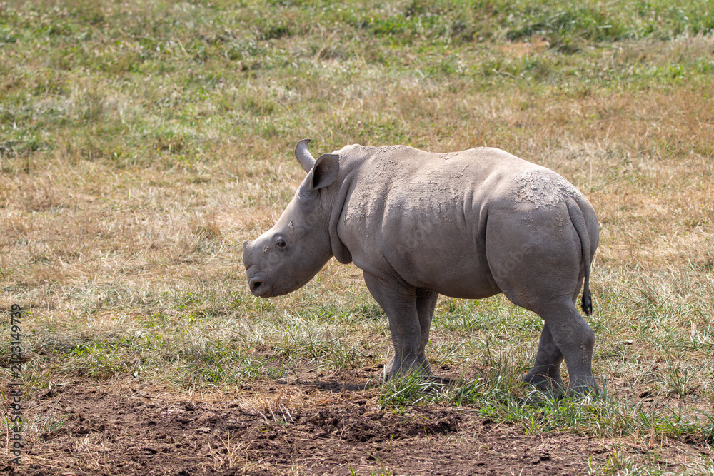 Obraz premium Southern White Rhino at a local zoo