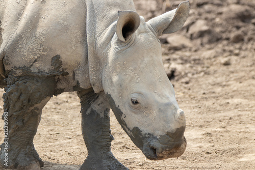 Southern White Rhino at a local zoo