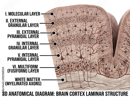 Brain cortex laminar structure with labeled layers diagram isolated on white background