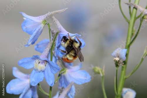 bee on a flower