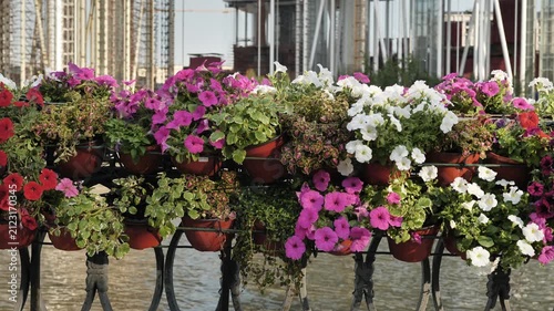 Vibrant petunias blooming in pots along a fence over water with city background