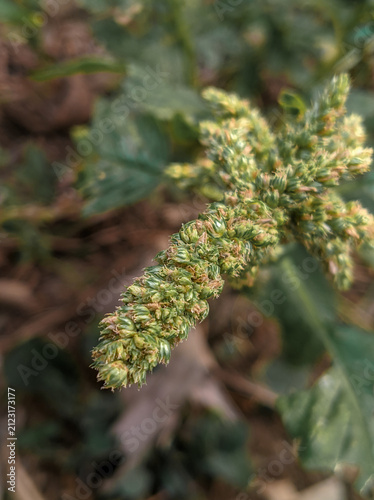 Quadro su tela Wild Green Amaranth Flower Spikes (Amaranthus viridis) Close Up, Detail of Wild