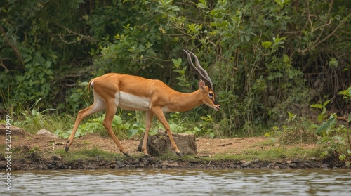 Majestic Male Impala Walking Gracefully Along the Lush Riverbank in the African Wild Safari Park