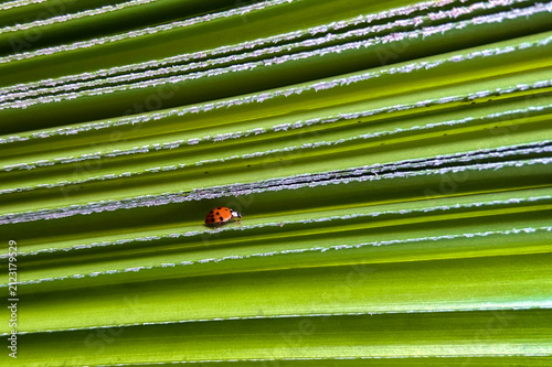 Ladybug on palm leaf, it eats aphids on plants, helping with pest control