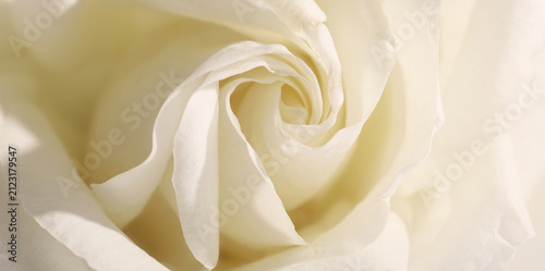 White rose petals in a soft...
