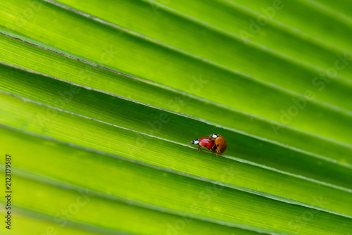 Couple of ladybirds mating on leaf