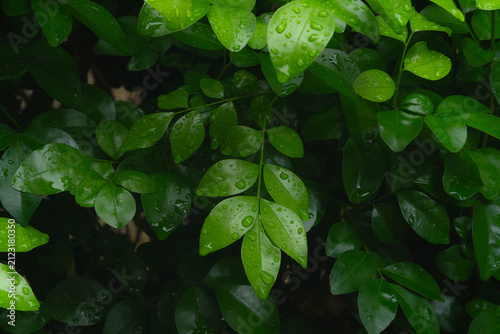 Close up of wet green leaves with raindrops on surface after rain in tropical garden