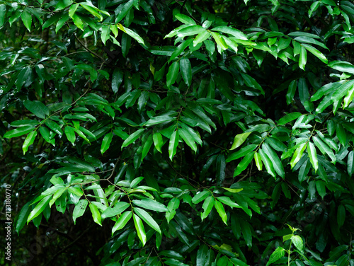 Dense green foliage and tree branches background in tropical forest