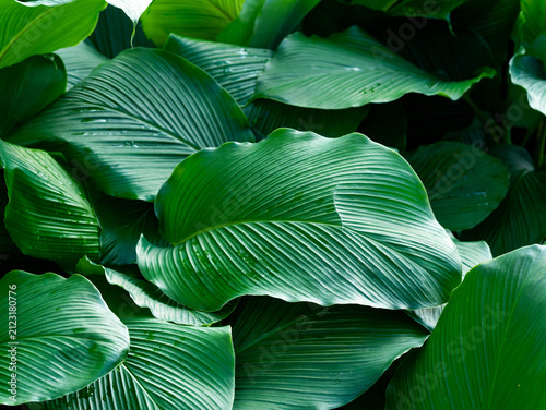 Texture and pattern of large green tropical leaves with visible veins background