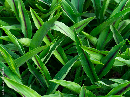 Close up top view of fresh vibrant green long leaves pattern background