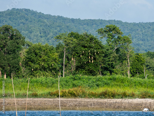 Lush green forest with weaver bird nests on trees near a calm lake with mountain background