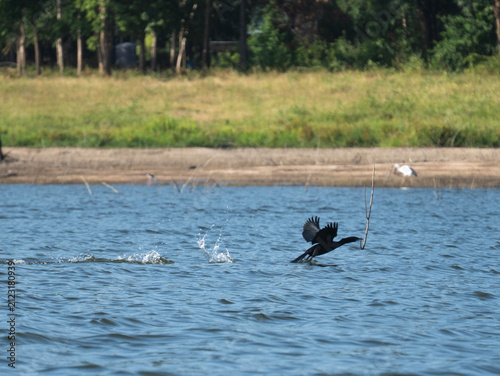 Black water bird flying low over the water surface of a calm lake in nature