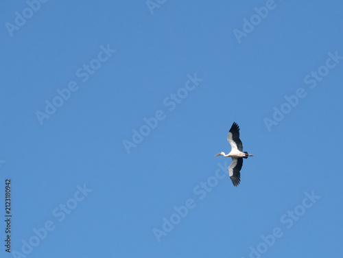 Asian openbill stork flying high in the clear blue sky during a sunny day