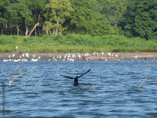Water bird flying low over a wide lake with a flock of birds gathered on the distant shore