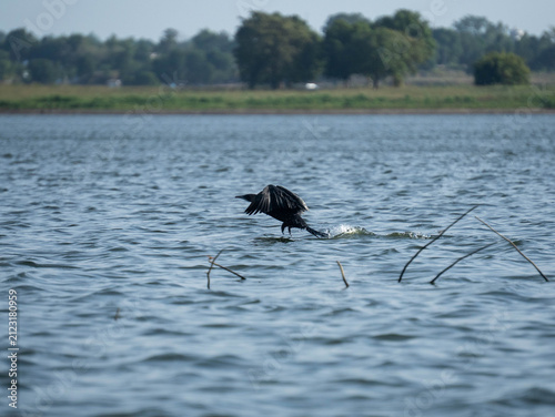 Black water bird flying low over the water surface of a calm lake in nature
