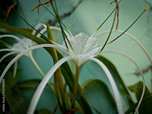 Foto Close-up of a white spider lily (Hymenocallis littoralis) flower with long, delicate petals and protruding orange stamens against a blurred greenish background