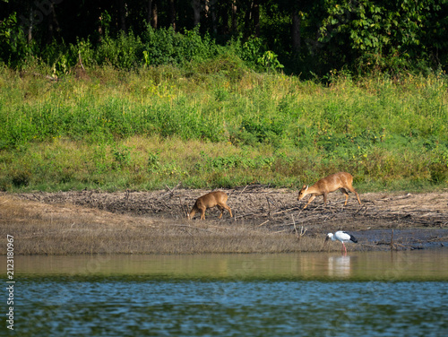 Wild deer grazing near the lake shore with dense green forest in the background during daylight