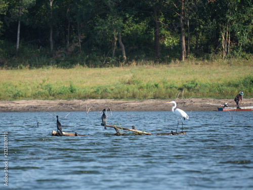 White egret and cormorants resting on floating logs in a natural lake with green forest shoreline