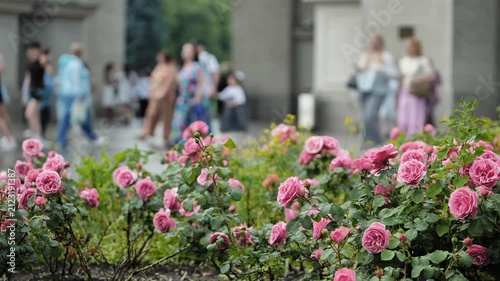 Pink roses blooming in a city VDNKh park with people walking in blurred background