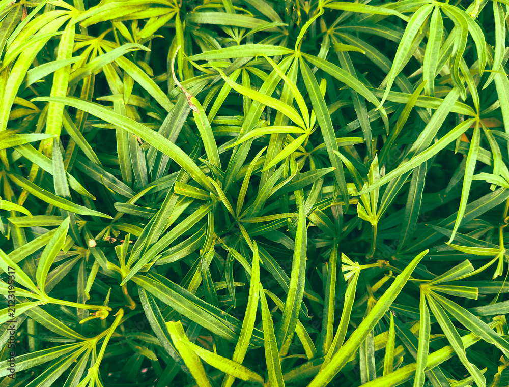 image to crop