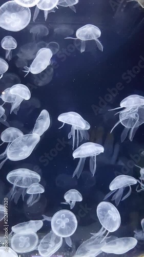 Vertical footage of translucent moon jellyfish (Aurelia aurita) gracefully pulsing and swimming together in deep blue water inside an aquarium tank, highlighting delicate marine life.