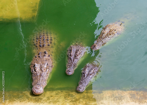 Several large crocodiles are seen submerged and motionless in murky, shallow water at the edge of an enclosure, exhibiting their scaly texture and powerful forms.