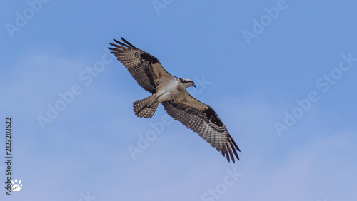 Osprey in Flight