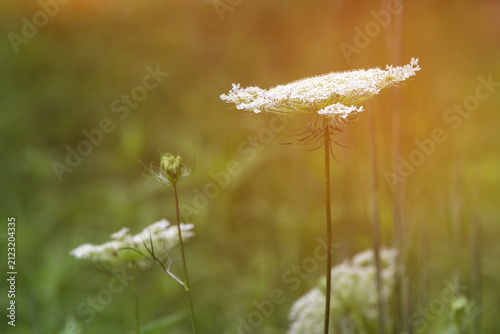 Wildflowers blooming in a field with a soft green blurred background