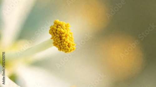 Flower Stamen Covered with Yellow Pollen Macro