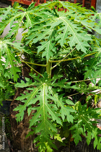 Vertical view of a young papaya tree growing in a home backyard garden