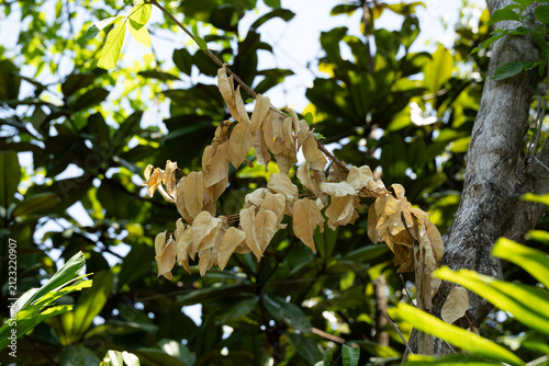 Brownish leaves hang from a tree branch. Sunlight glints through dense green foliage. Tree bark shows natural texture and depth. Leaves appear dry, contrasting with vibrant greens