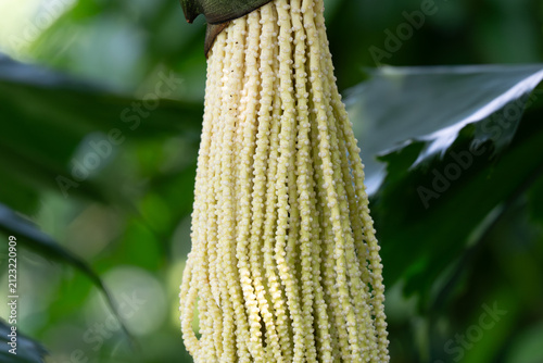 Tall plant hanging from tree branch. Green leaves blur in background. Close-up of creamy yellow bead-like structure. Natural daylight highlights texture
