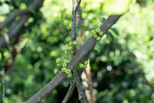 Green figs cluster on a tree branch. Branches twist against a soft-focus green backdrop. Figs grow in small groups along the bark. Nature's quiet bounty hangs in sunlight