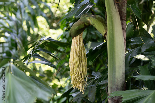 Tropical plant with hanging yellow flower cluster. Large green fronds surround the stalk. Fruit stalk hangs from thick trunk. Bright green leaves frame the scene