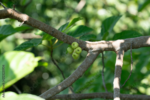 Tiny green fruits cling to a gnarled tree branch. Leaves blur softly behind the natural focus. Sunlight filters through leafy canopy. Branches twist with rough, textured bark