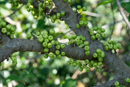 Green figs cluster densely on tree branch. Fruits hang close together, ripening naturally. Branches show rough, textured bark beneath fruit. Sunlight filters through surrounding foliage