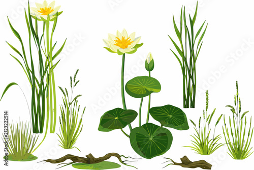 aquatic plants vector illustration on white background waterlily lotus reeds grass botanical nature