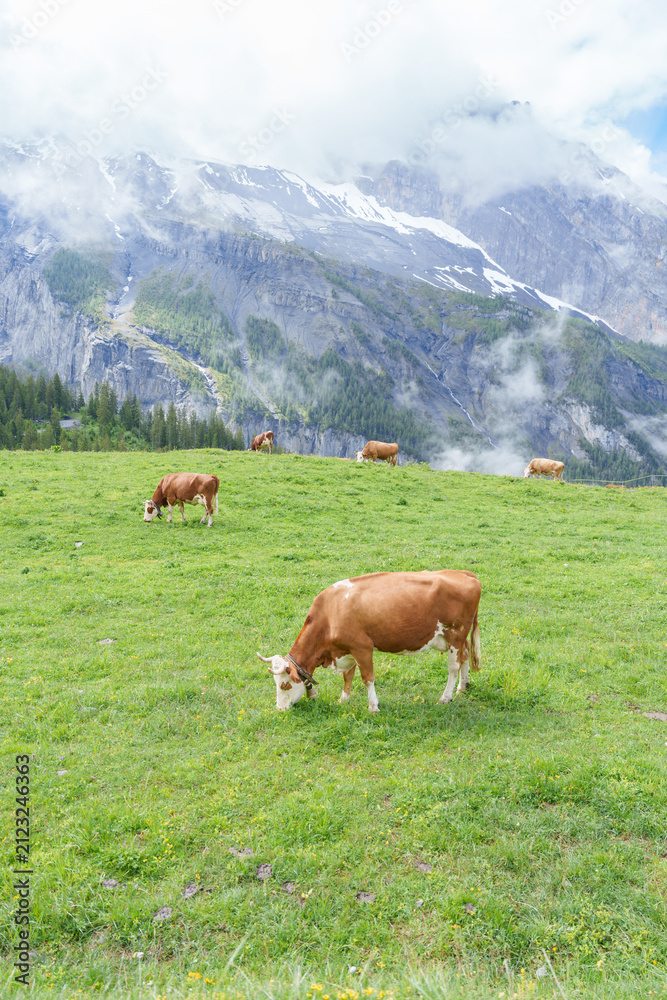 Naklejka premium Beautiful scenic view of Simmental or Fleckvieh Cows with cowbell grazing on colorful wildflower green meadow in summer. Spectacular snow capped European Alps mountains in background, alpine landscape